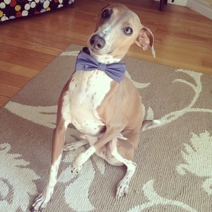 Fundraising Page: Heidi Wilkins